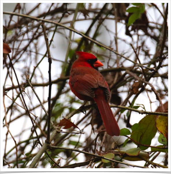 Northern Cardinal